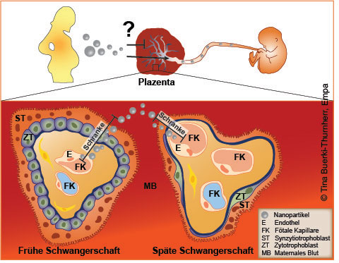 Schema der Plazentaschranke in der frühen und der späten Schwangerschaft Bildquelle: Tina Buerki-Thurnherr, Empa