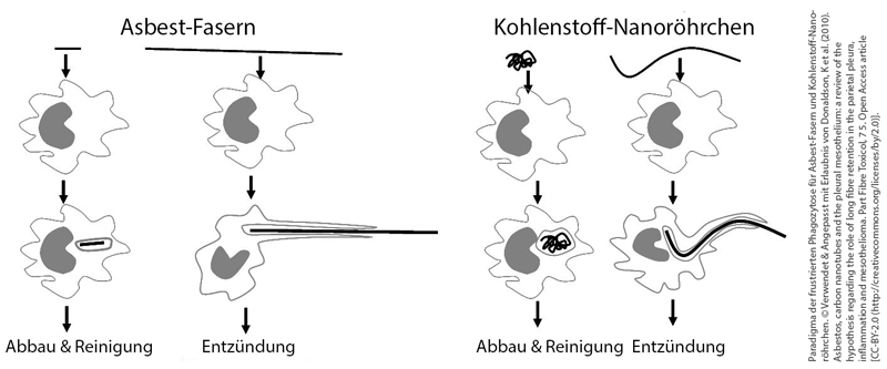 Paradigma der frustrierten Phagozytose für Asbest-Fasern und Kohlenstoff-Nanoröhrchen.