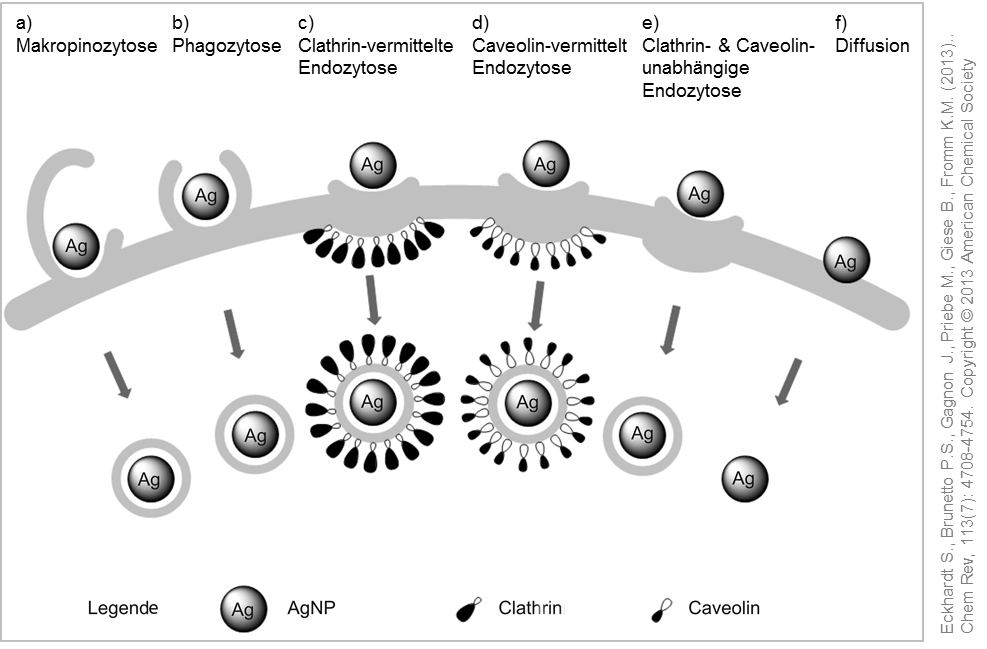 Mögliche Aufnahmewege in die Zelle für Silber Nanopartikel. © Eckhardt et al. (2013).