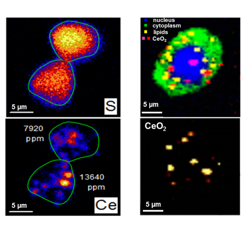 Label-free imaging of the distribution of CeO2 nanoparticles in lung cancer cells by means of element (left) and molecule based (right) imaging techniques. Raman microscopy allows identifying the NM co-localization and interaction with cell compartments and biomolecules at sub-micron level. The cellular concentration of NM can be quantified with Ion beam microscopy. © I. Estrela-Lopis & C. Merker / University Leipzig.