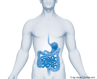 Illustration eines menschlichen Oberkörpers, bei dem der Verdauungstrakt hervorgehoben wurde als Beispiel für die Aufnahme von Nanomaterialien über den Verdauungstrakt. © ag visuell / Fotolia.com