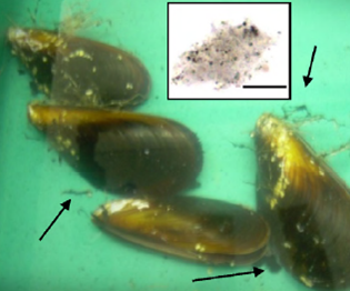 Miesmuscheln in mit Industrieruß versetztem Wasser. Die Filtrierer versuchen die Partikel durch Schleimabsonderung loszuwerden (Pfeile). © Canesi et al., 2010.