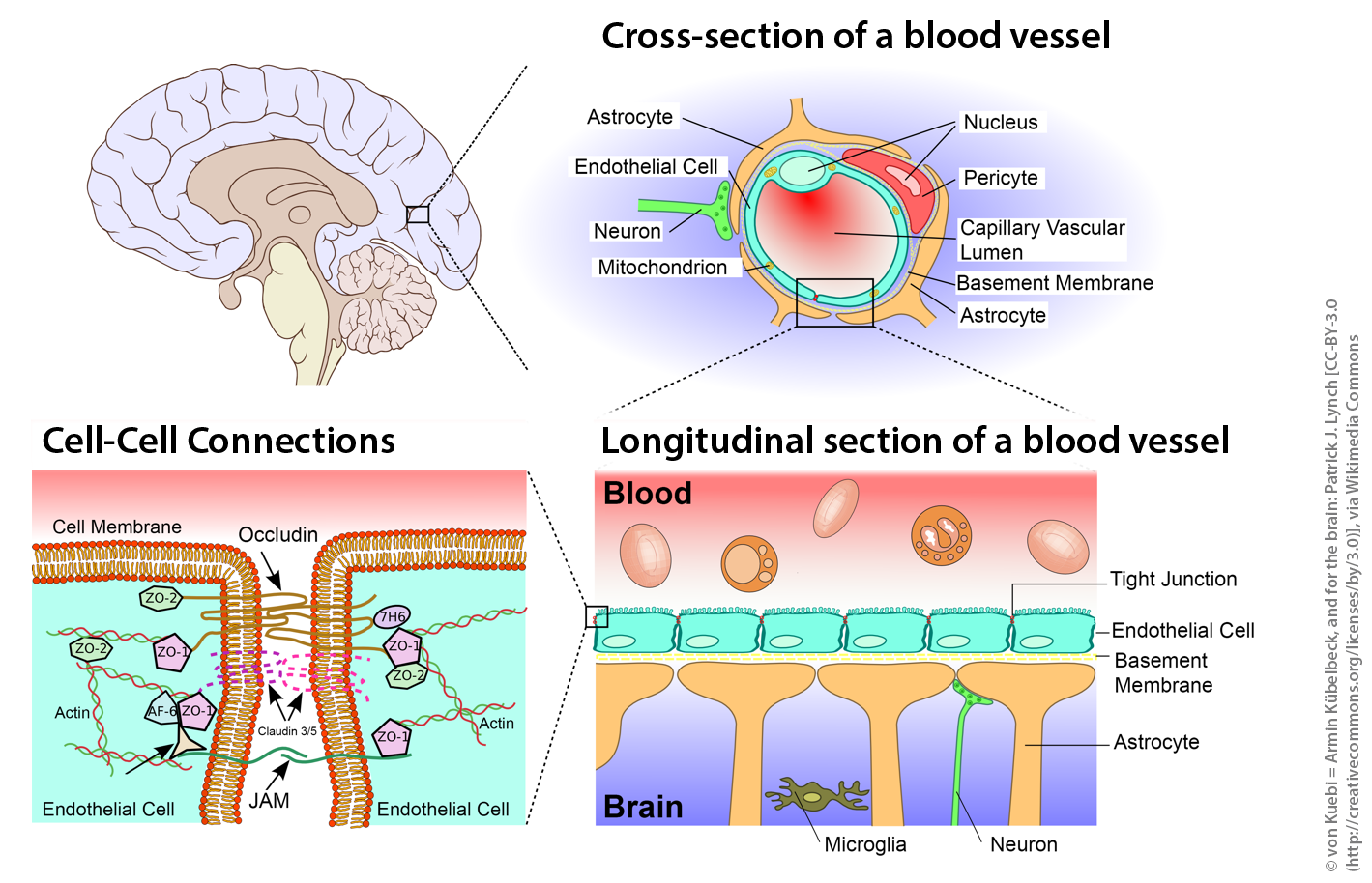 Schematic sketch showing the blood-brain barrier. From the brain down to the tight junctions. © von Kuebi = Armin Kübelbeck, and for the brain: Patrick J. Lynch [CC-BY-3.0 (http://creativecommons.org/licenses/by/3.0)], via Wikimedia Commons