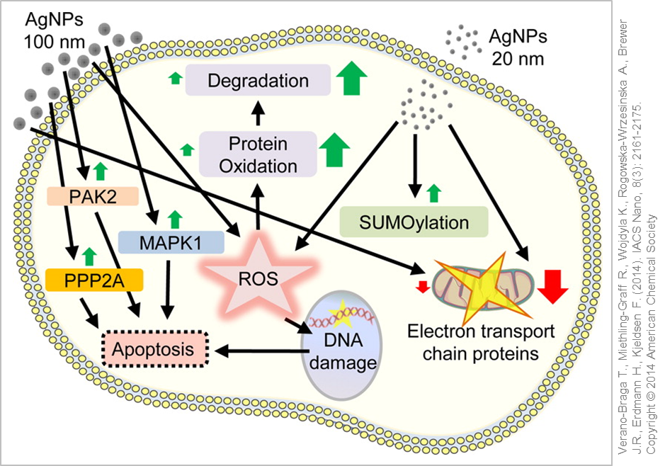 Zelluläre Reaktion und Antwort auf Silber Nanopartikel. © Verano-Braga, T et al. (2014)